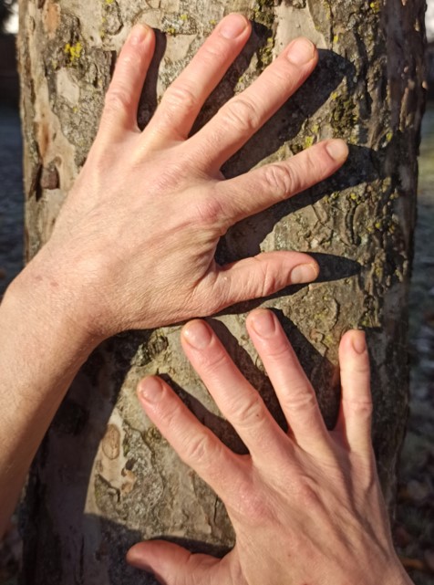 2 Hände untereinander - Finger gespreizt - an einem Baum